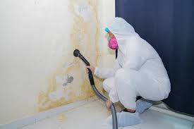 Best Black Mold Removal  in Royersford, PA